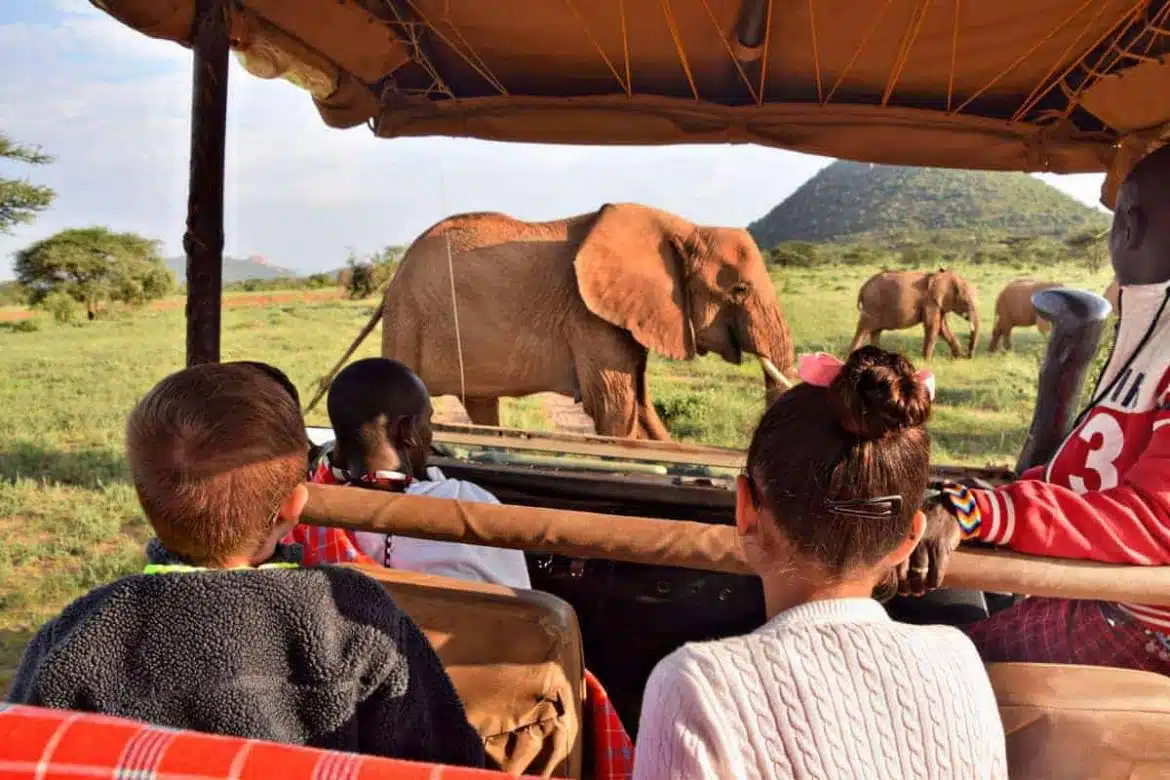 safari en Afrique du Sud